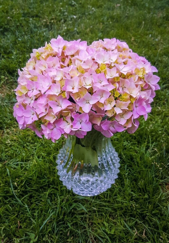 flores, hortensias, cantabria